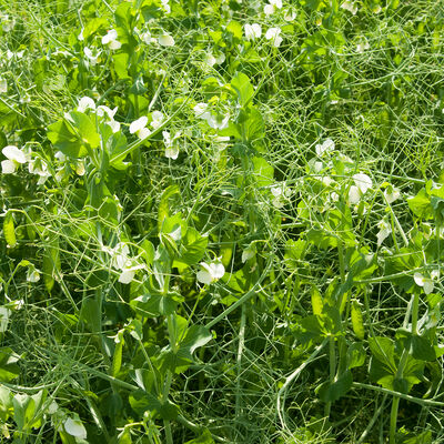 DS Admiral Pea Organic Cover Crops