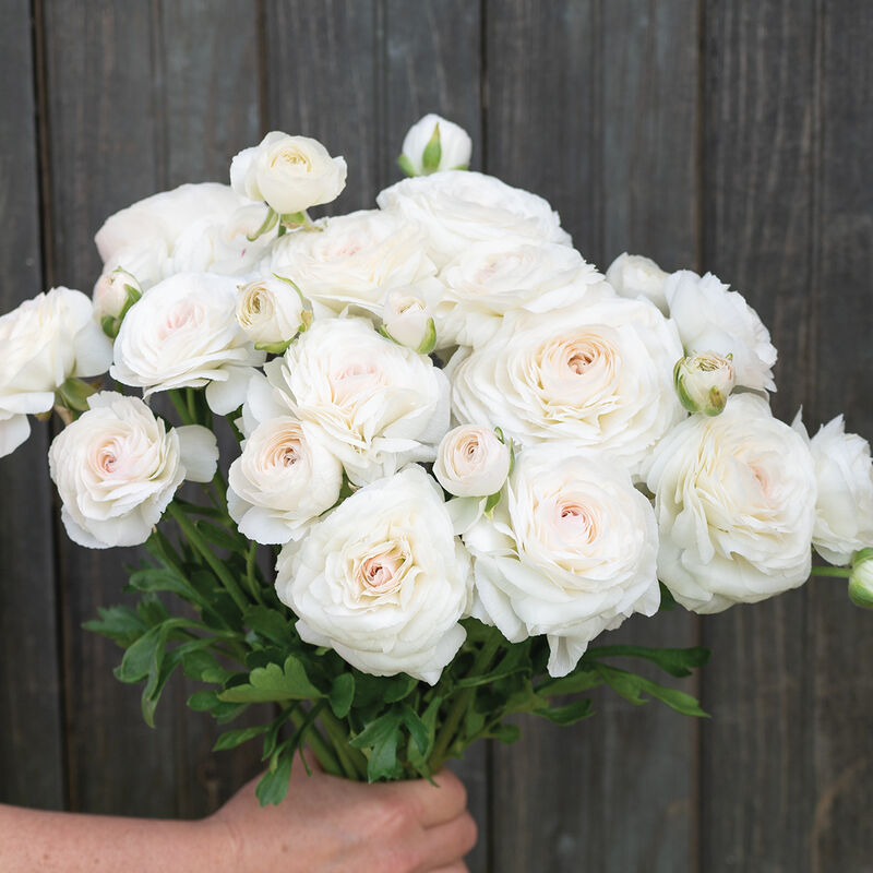 Romance&trade; Courchevel&reg; Ranunculus