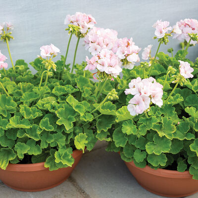 Maverick&trade; Appleblossom Geranium (Pelargonium)
