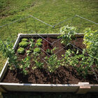 Pea and Bean Fence &ndash; 40" Cages & Fences