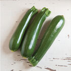 Dunja Summer Squash