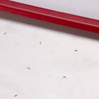 Seed Plate C36 Seed Starting Supplies