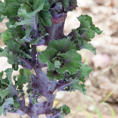 Autumn Star Kalettes&reg;