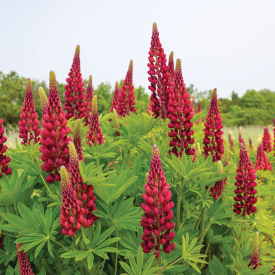 My Castle Lupine