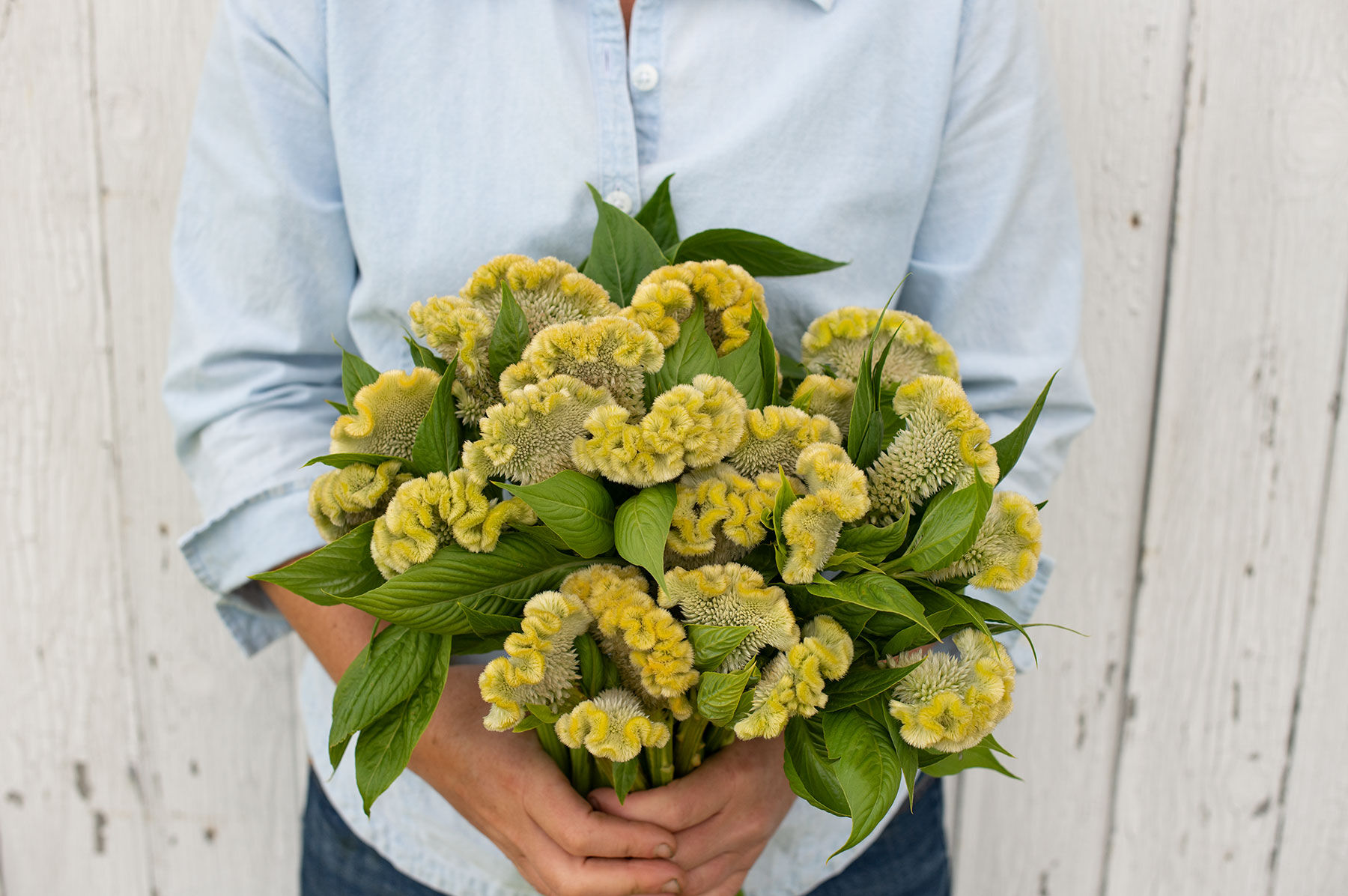 Cramer's Lemon Lime Cramers Series