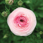 Romance&trade; Seine&reg; Ranunculus
