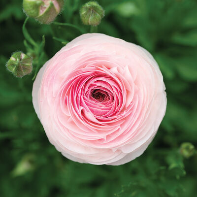 Romance&trade; Seine&reg; Ranunculus
