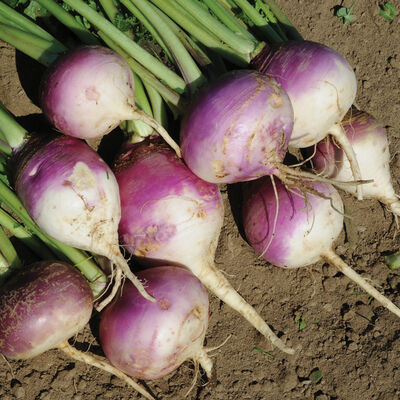 Purple Top Forage Turnips Farm Seed