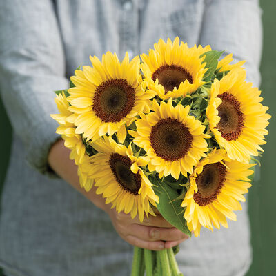 ProCut&reg; Peach Tall Sunflowers