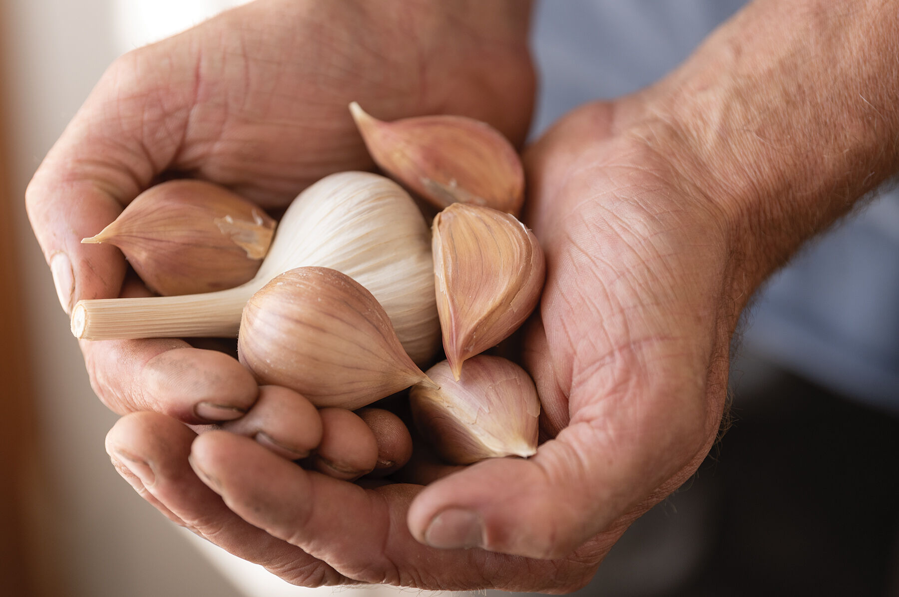 Music Garlic