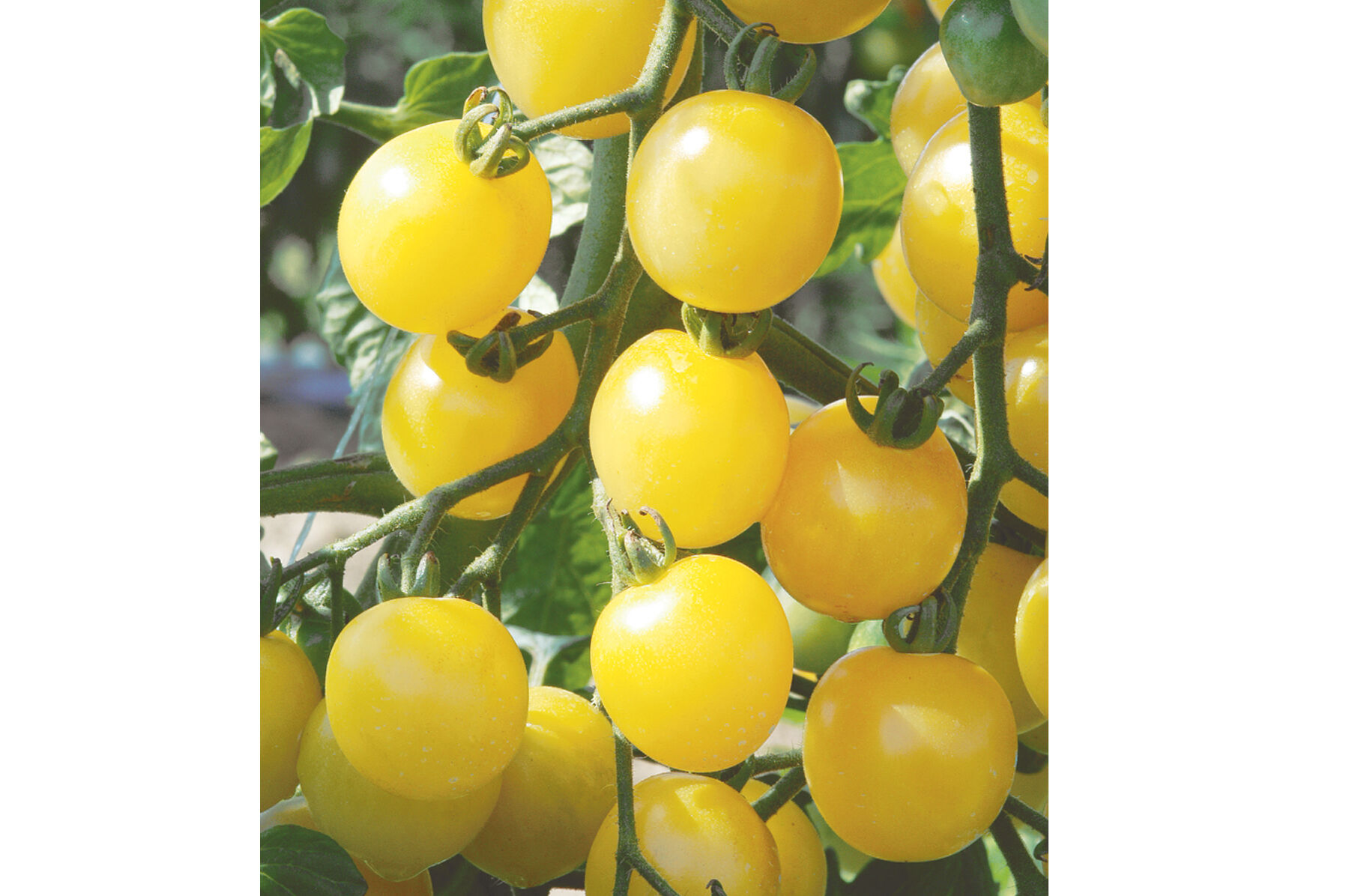 White Cherry Cherry Tomatoes