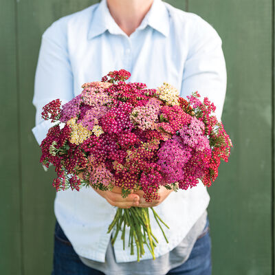 Flowerburst&trade; Red Shades Yarrow
