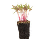 Purslane, Red Gruner Microgreen Vegetables