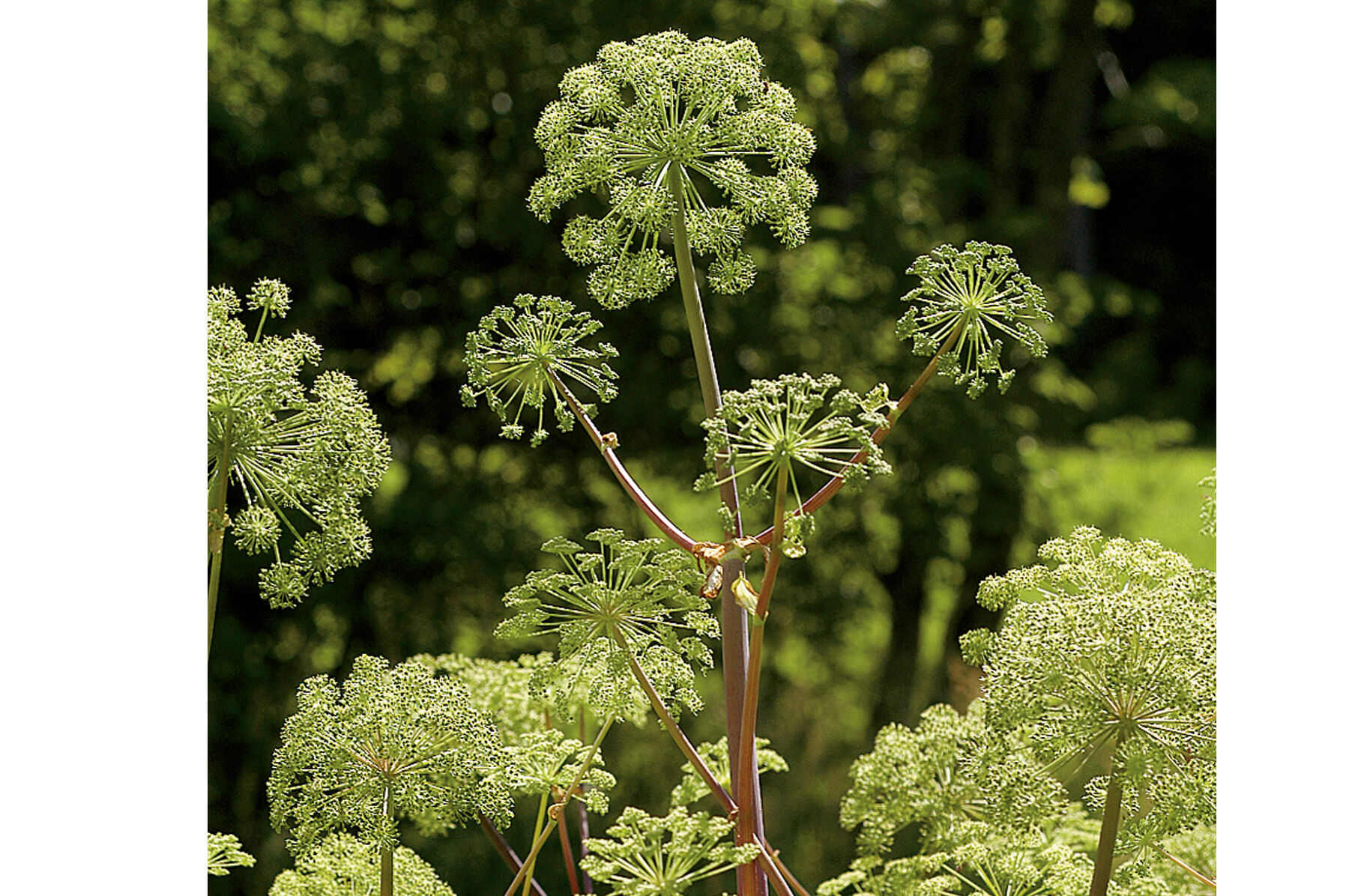 Angelica Angelica