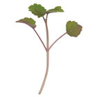 Anise Hyssop Microgreen Herbs