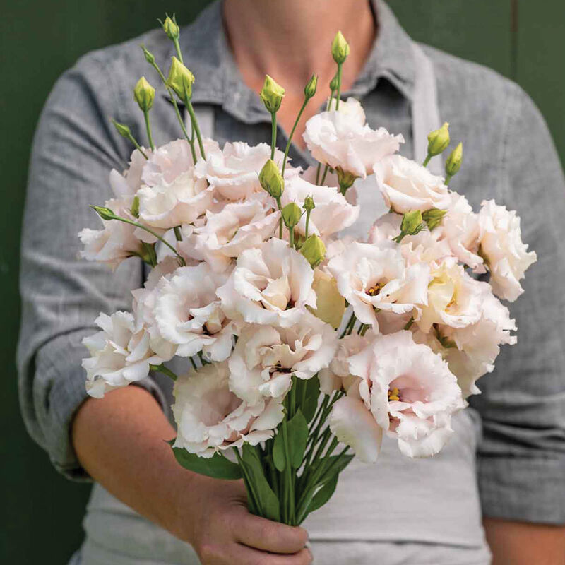 Corelli&trade; III Light Pink Lisianthus