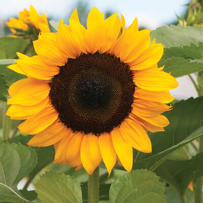 ProCut&reg; Orange Annual Seeds & Plants