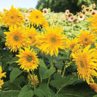 Starburst&trade; Greenburst DMR Tall Sunflowers