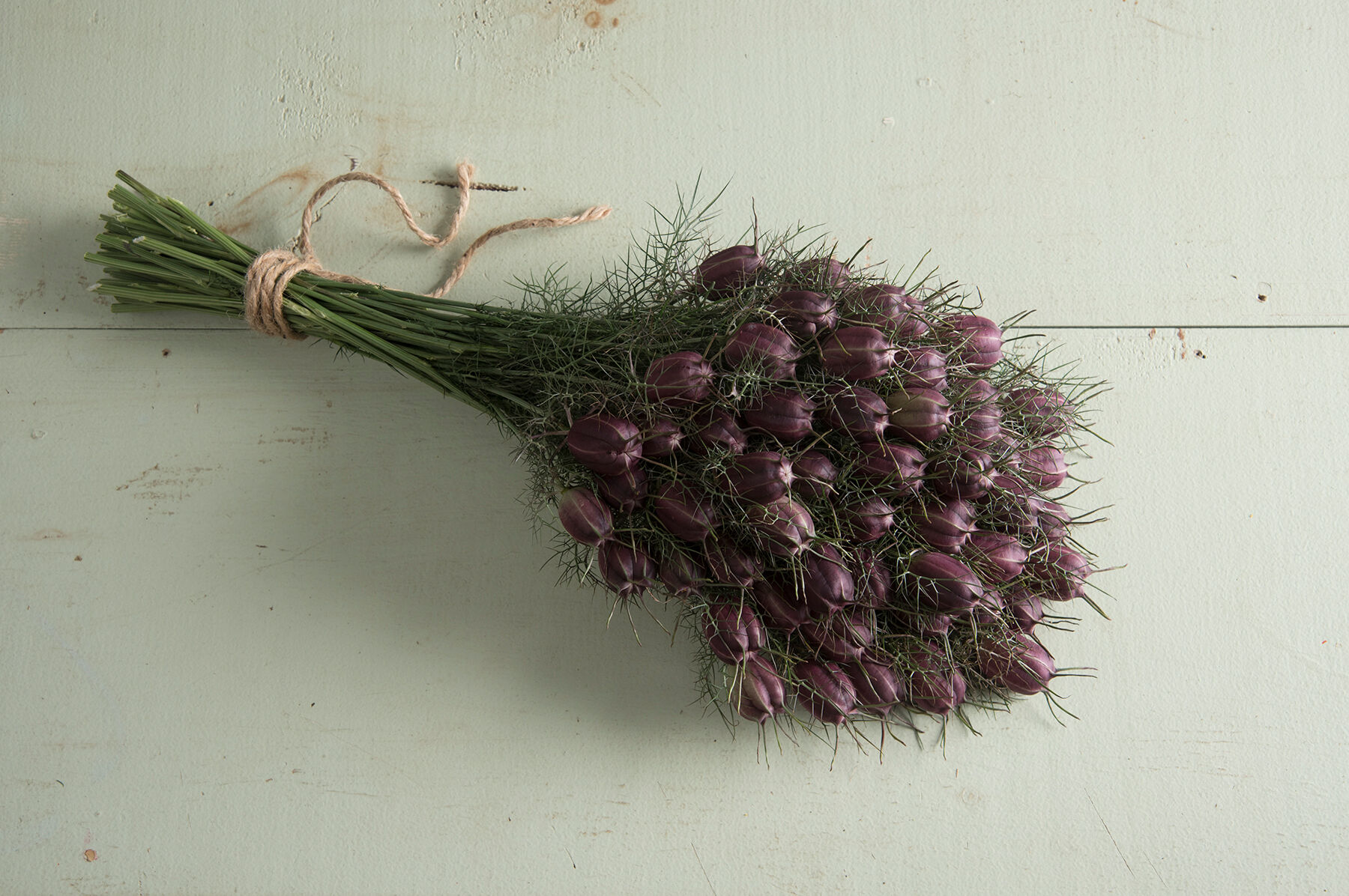 Albion Black Pod Nigella
