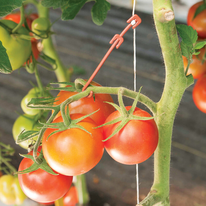 Stemhooks &ndash; 100 Count Trellising & Crop Supports
