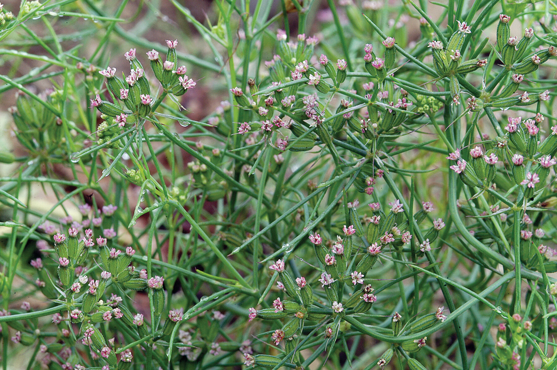 Cumin Herbs for Salad Mix