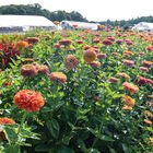 Aurora Johnny's Zinnias