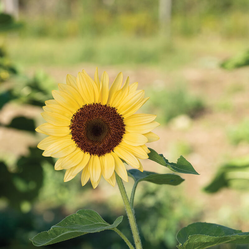 ProCut&reg; Peach Tall Sunflowers