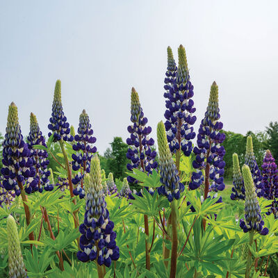 The Governor Lupine