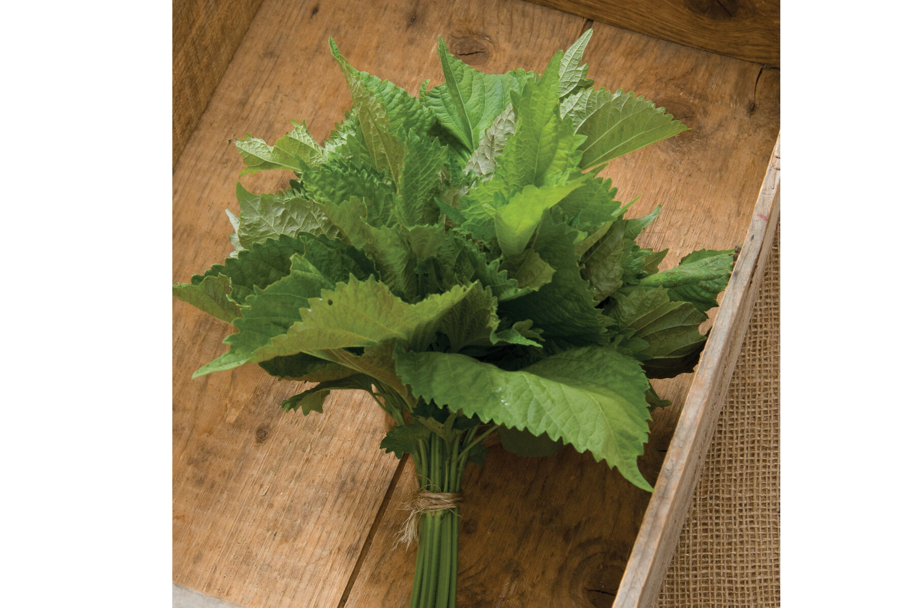 Green Shiso Shiso