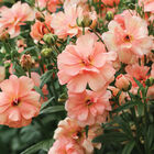 Butterfly&trade; Eris&reg; Ranunculus