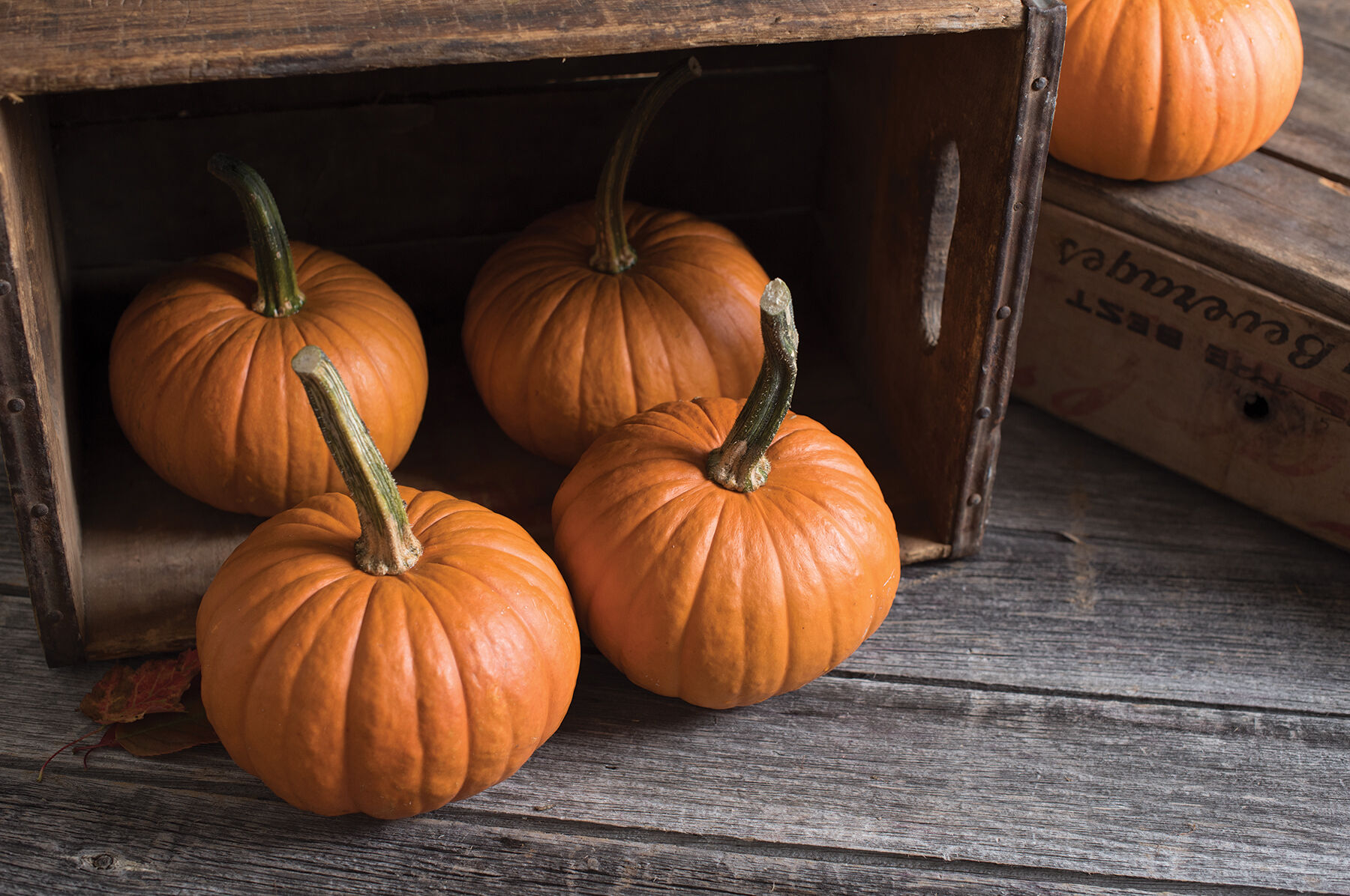 Baby Bear Specialty Pumpkins