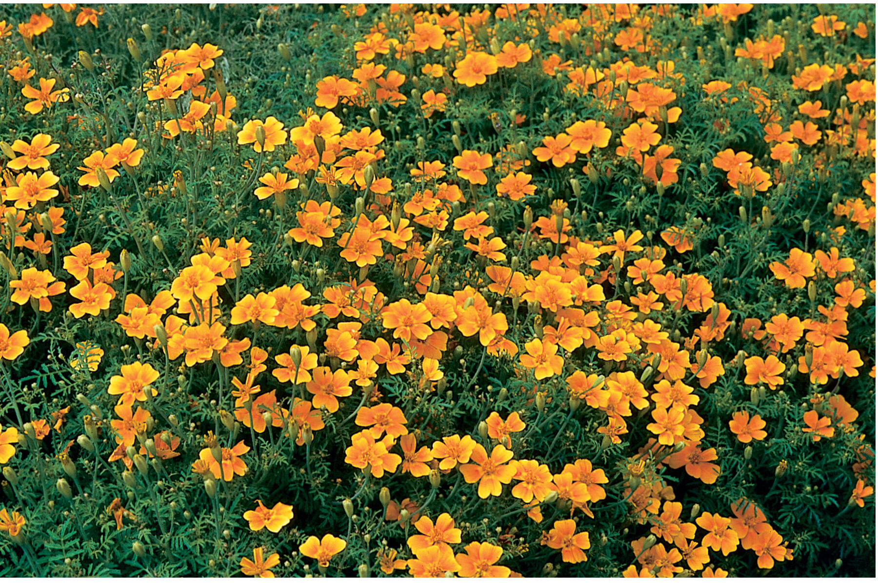 Tangerine Gem Marigold