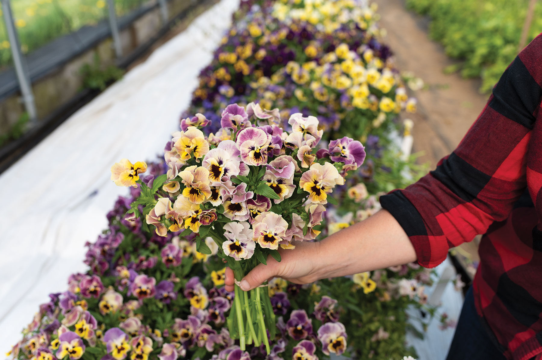 Frizzle Sizzle Mini Tapestry Viola (Pansy)