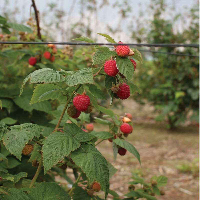 Encore Raspberry