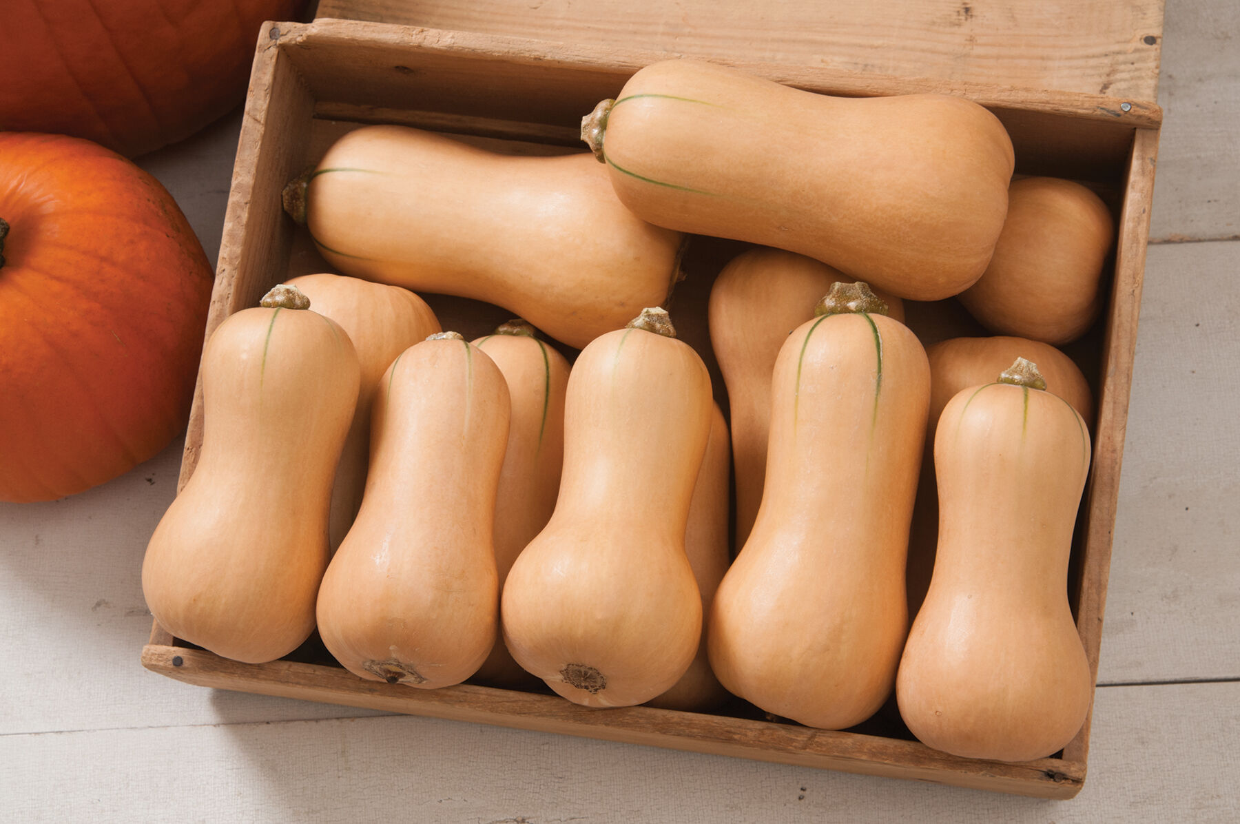 Butterscotch PMR Squash