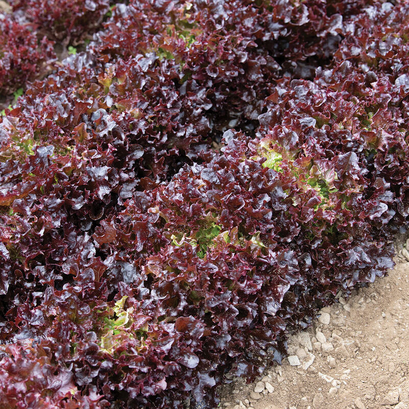 Salanova&reg; Red Tango Salanova&reg; Lettuce