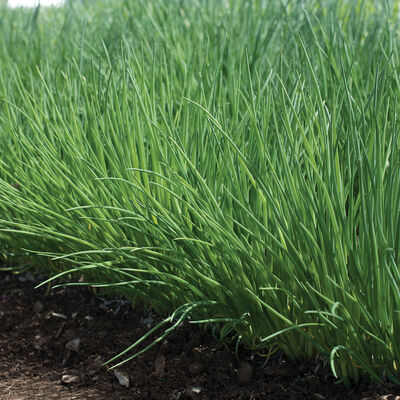 Polyvert Chives