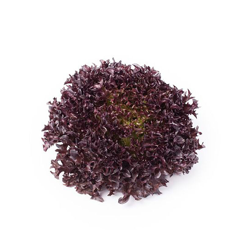 Salanova&reg; Hydroponic Red Sweet Crisp Salanova&reg; Lettuce
