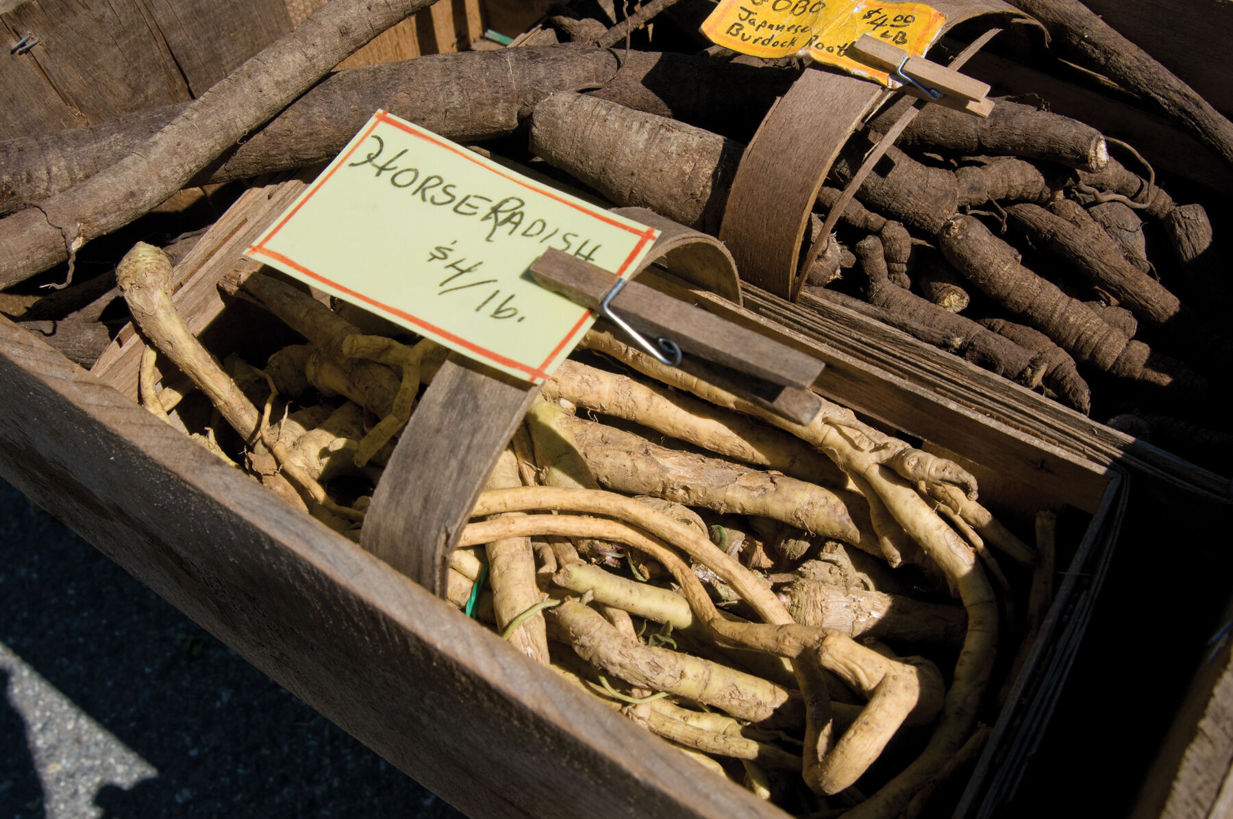 Horseradish Horseradish