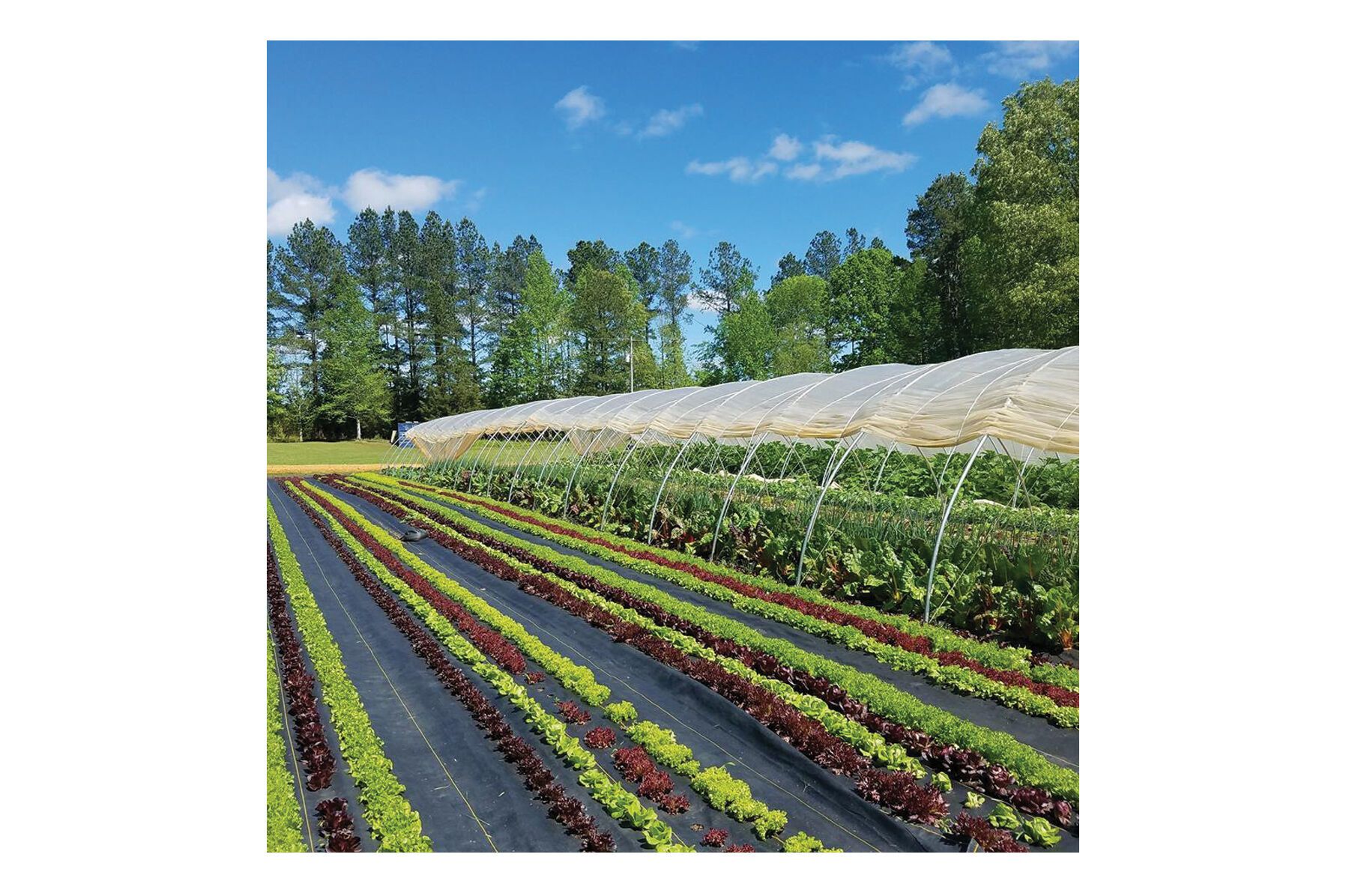 Sunbelt Black Ground Cover &ndash; 12' x 300' Fabric Mulch