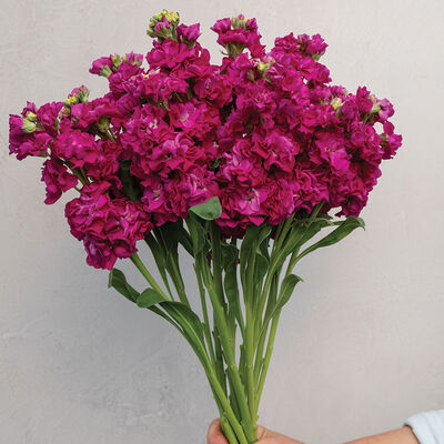 StoX&reg; Deep Rose Stock