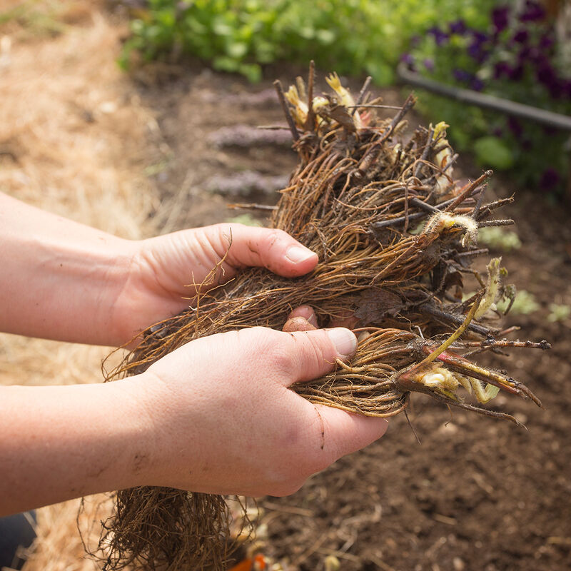 Galletta &ndash; Spring-Planted Strawberry Bare-Root Plants