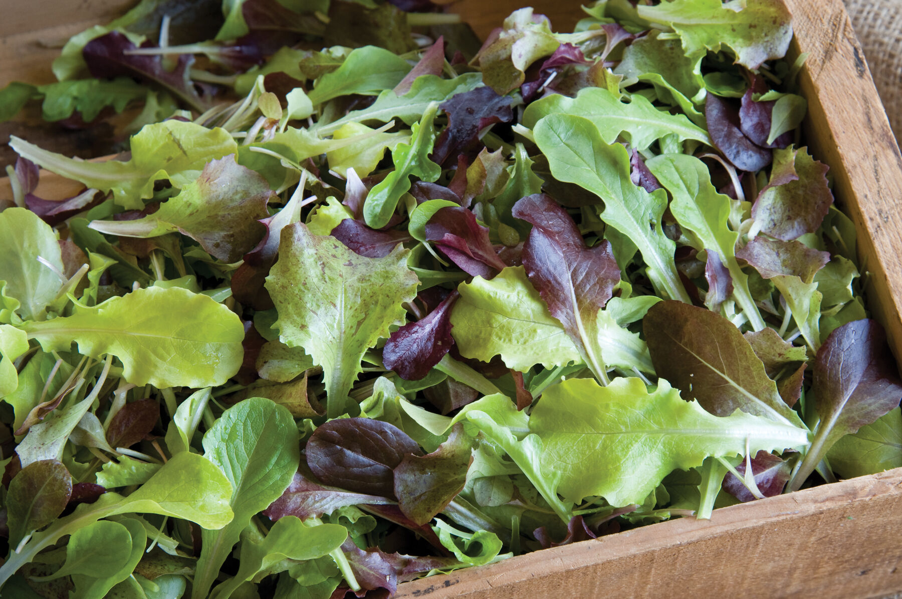 Allstar Gourmet Lettuce Mix Grower's Favorites