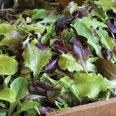Allstar Gourmet Lettuce Mix Baby Leaf