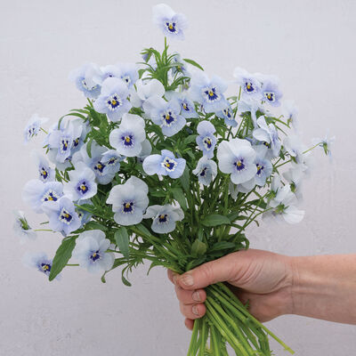 Penny&trade; Marina Viola (Pansy)