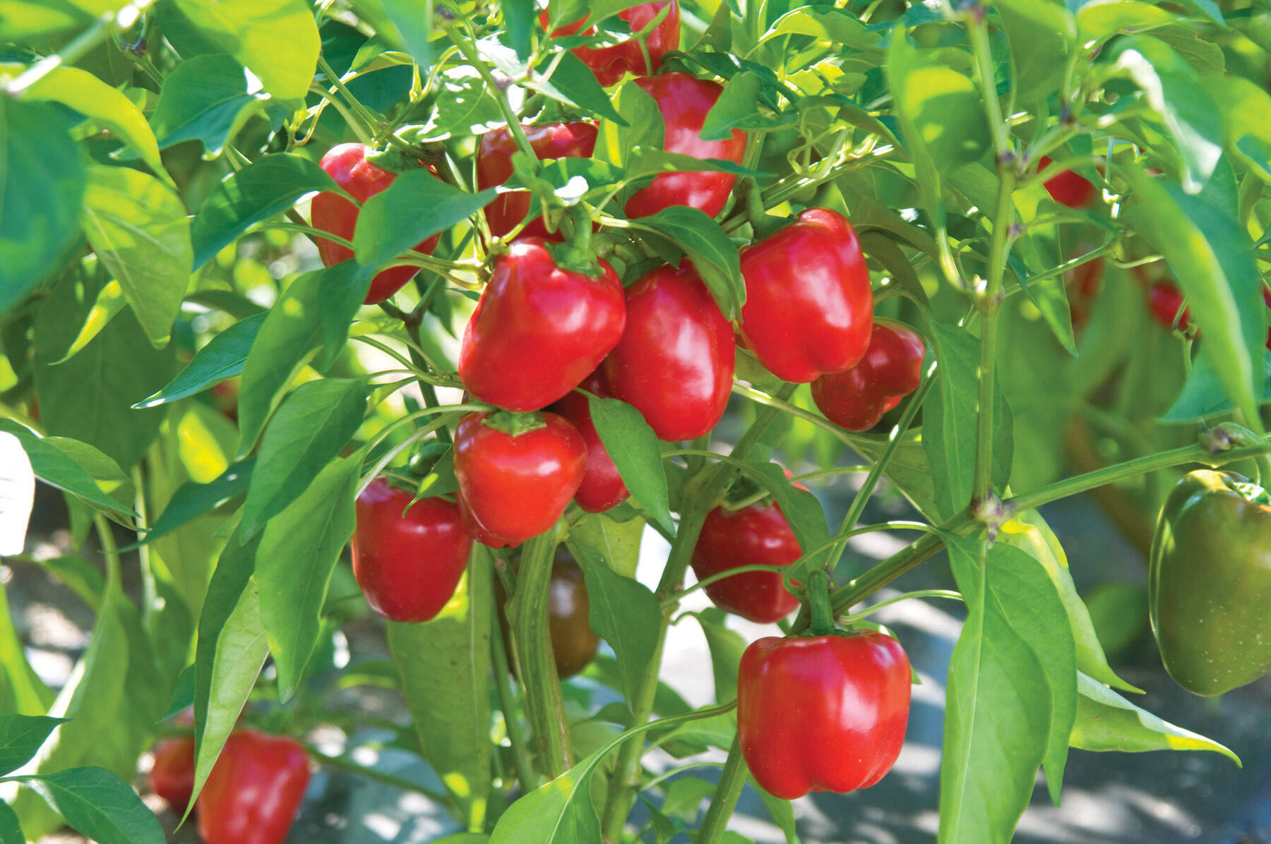 Cupid Sweet Peppers