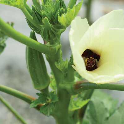 Clemson Spineless Okra