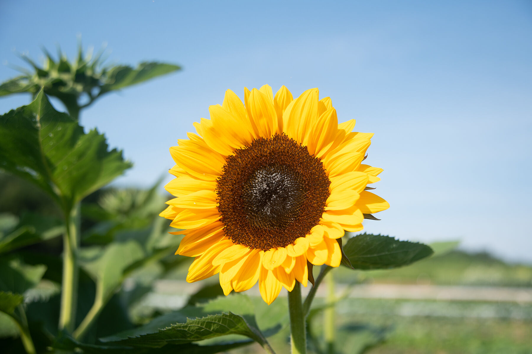 ProCut&reg; Orange Excel Tall Sunflowers