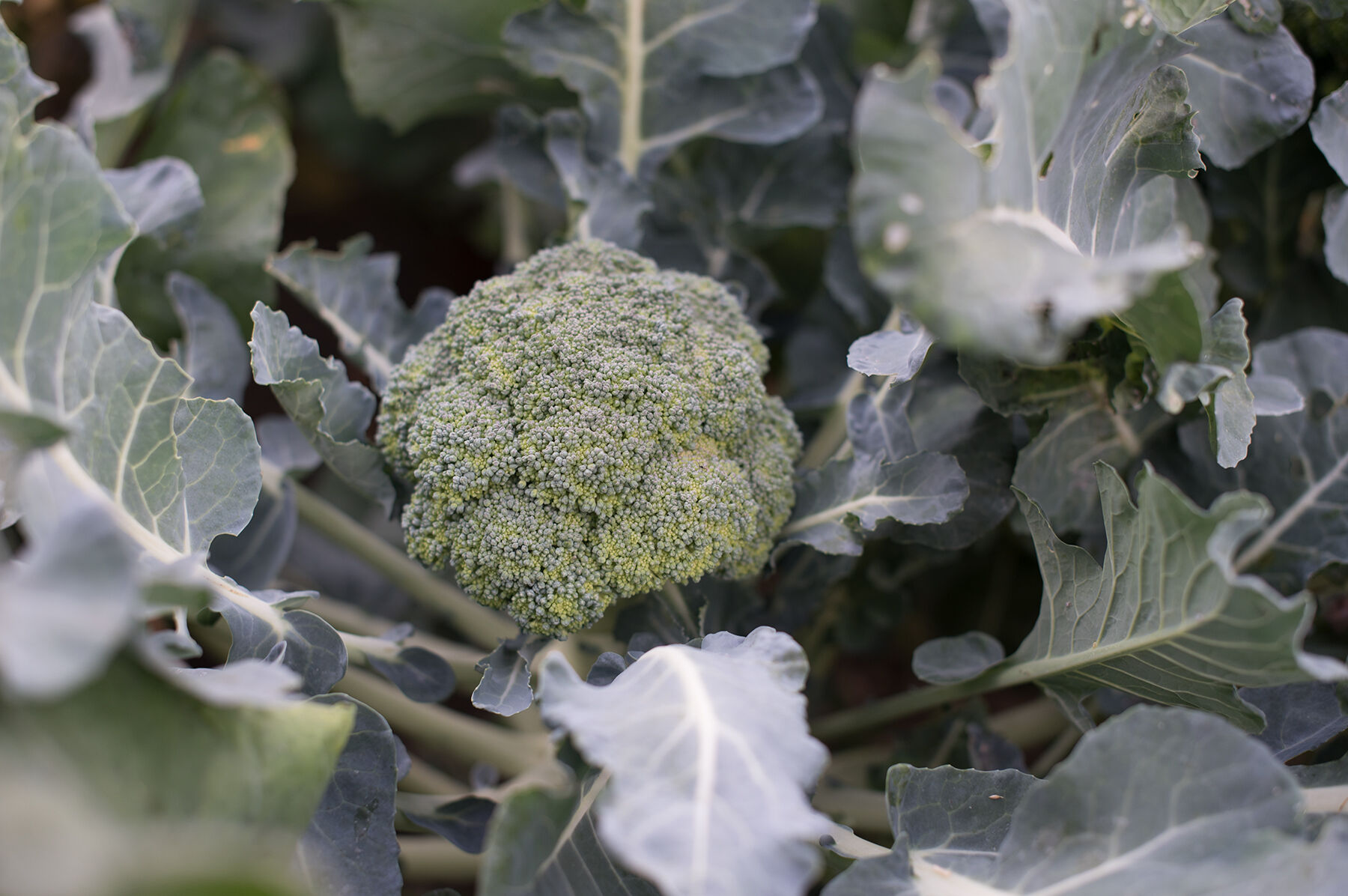 Marathon Standard Broccoli