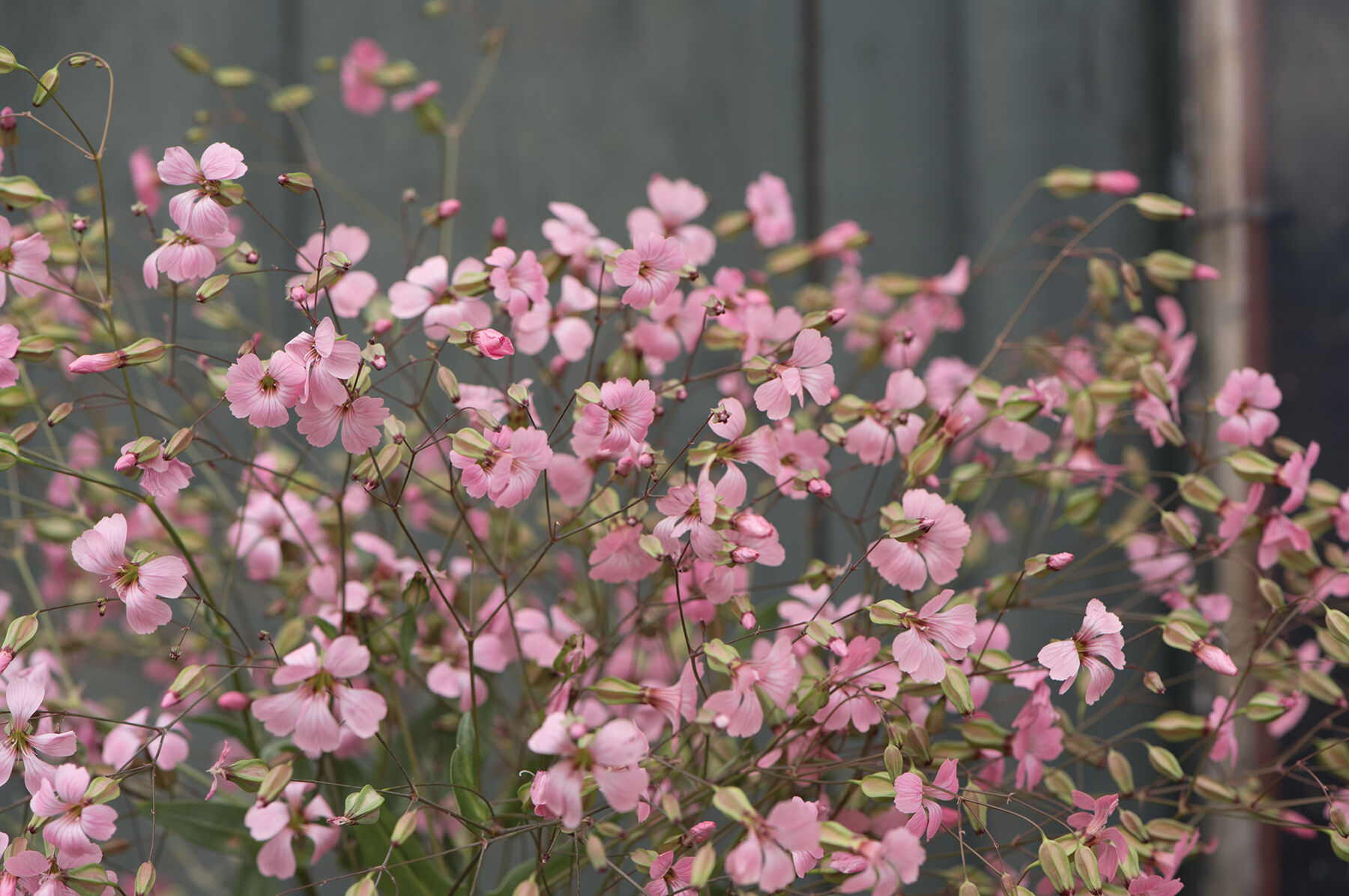 Pink Beauty Saponaria